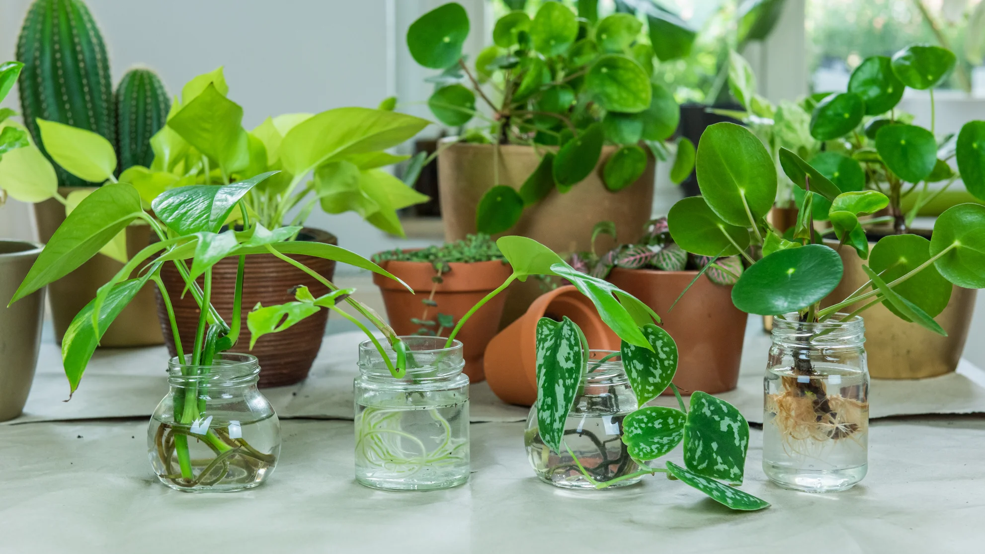 What Are the Benefits Of Indoor Plants?