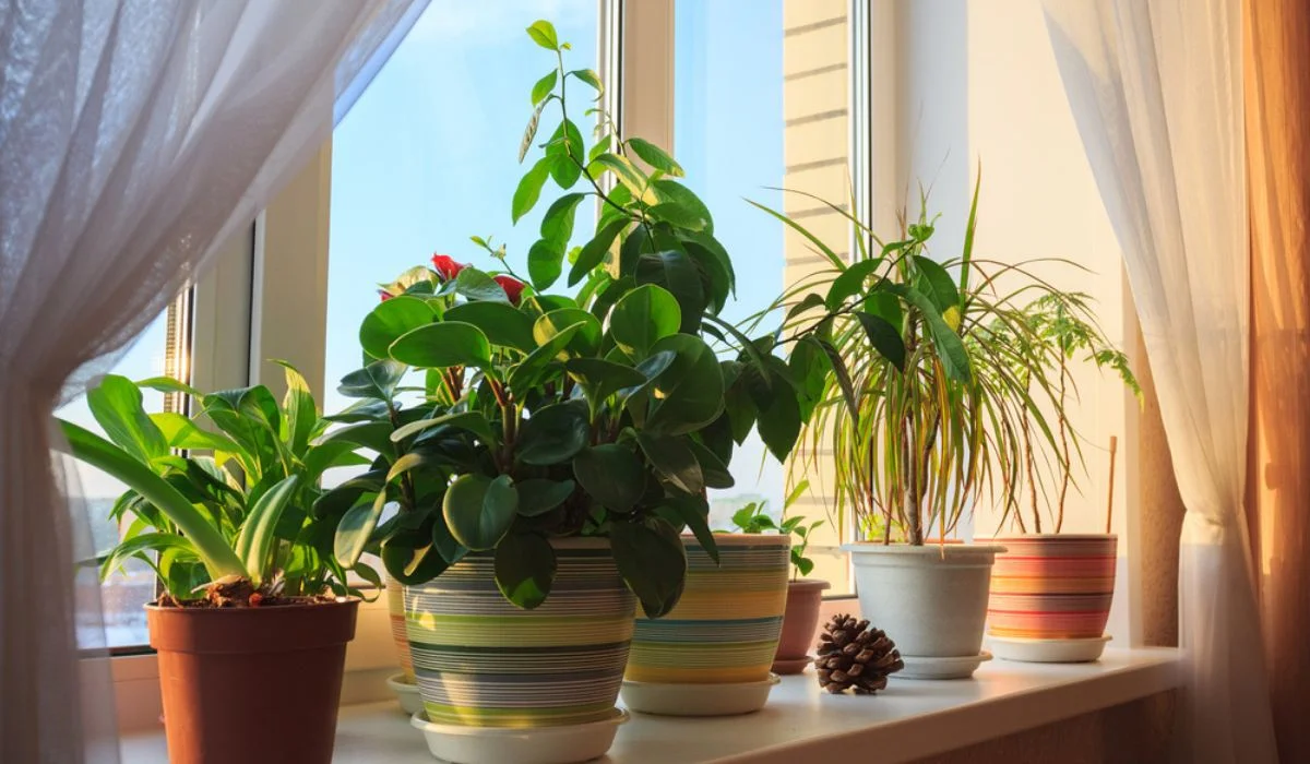 Risks Of Placing Plants On Flooring
