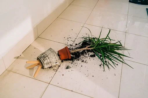 How Plants Affect Different Flooring Types 